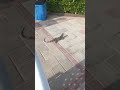 IGUANA CERCA DEL MAR - CANCUN