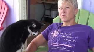 Local animal shelters hit capacities during summer