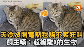 天冷沒開電熱毯貓不爽狂叫 飼主嘆超級雞X的生物寵物貓貓寒冷天氣電熱毯取暖逗趣