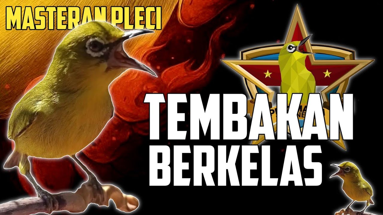 Masteran pleci tembakan berkelas lomba pcmi