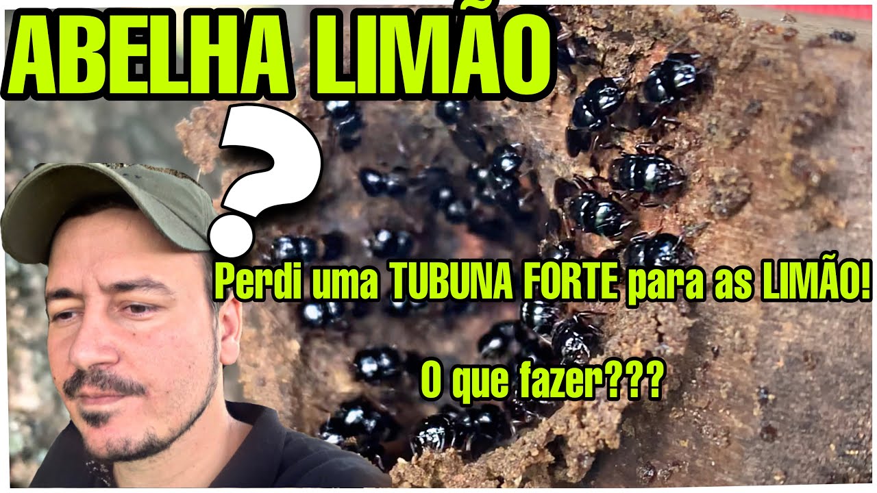 ABELHA LIMÃO atacou um enxame FORTE de TUBUNA. Tudo sobre as características dessa temida ABELHA!!!