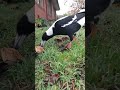 Magpie find bugs for babies to eat