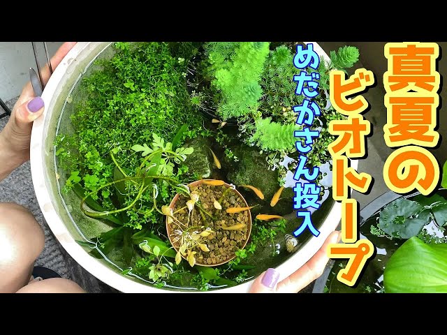 ビオトープ】猛暑のビオトープにメダカさん投入していく