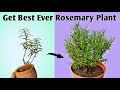 4 Essential Care Tips to Get Best Ever Rosemary Plant - Rosemary Plant Care