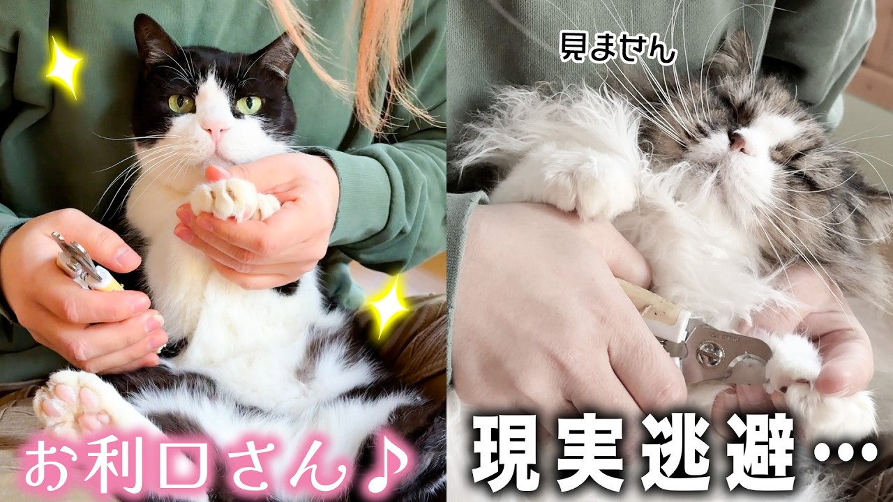 猫たちの爪切りをしたら、それぞれの個性が出まくりで可愛すぎた🐈ww