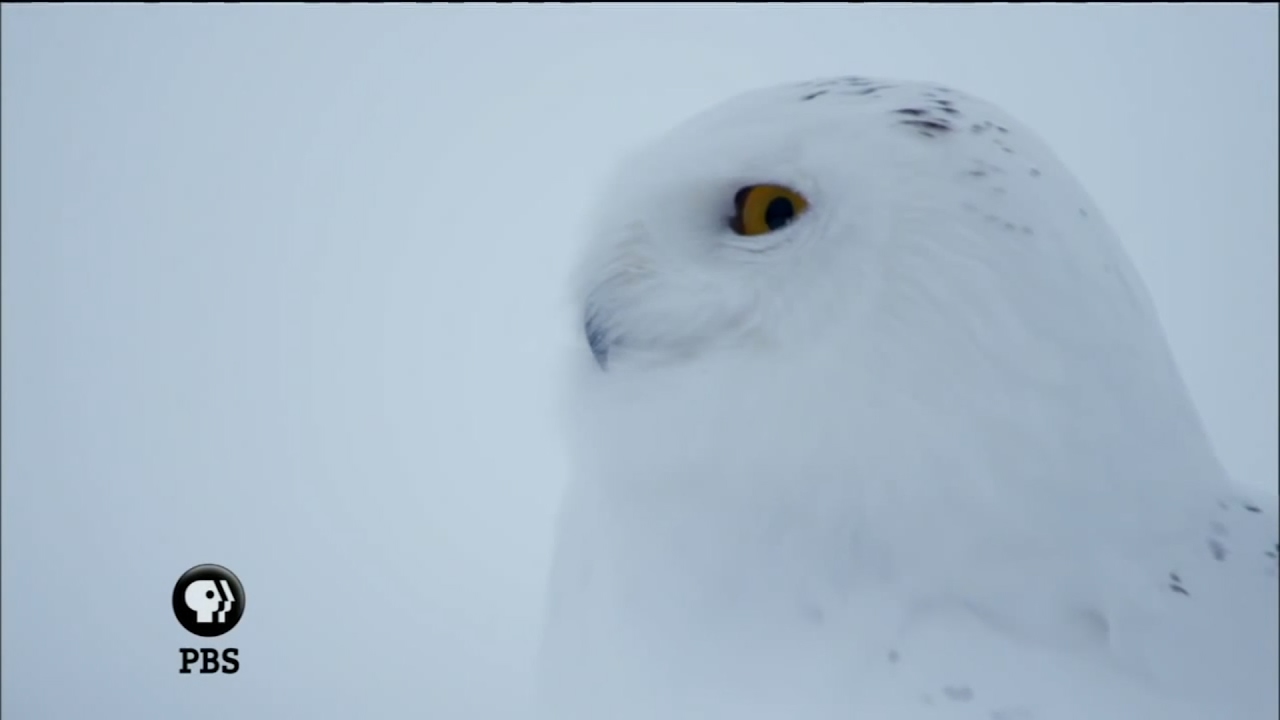 Snowy Owls Spotted in New Jersey