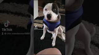 Cute Staffordshire Bull Terrier Does Tiktok