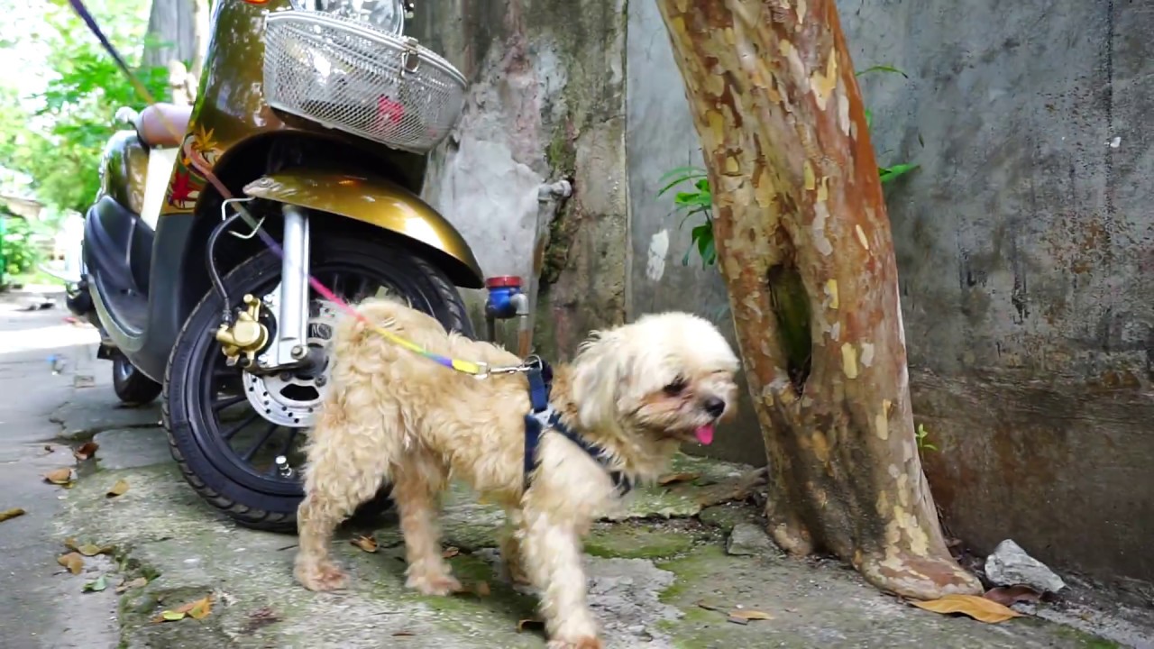 Philippines Bulacan San Jose Del Monte Shih Tzu Dog Walk Youtube