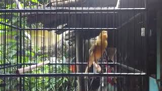 Kenari lokal roll panjang jeda rapat