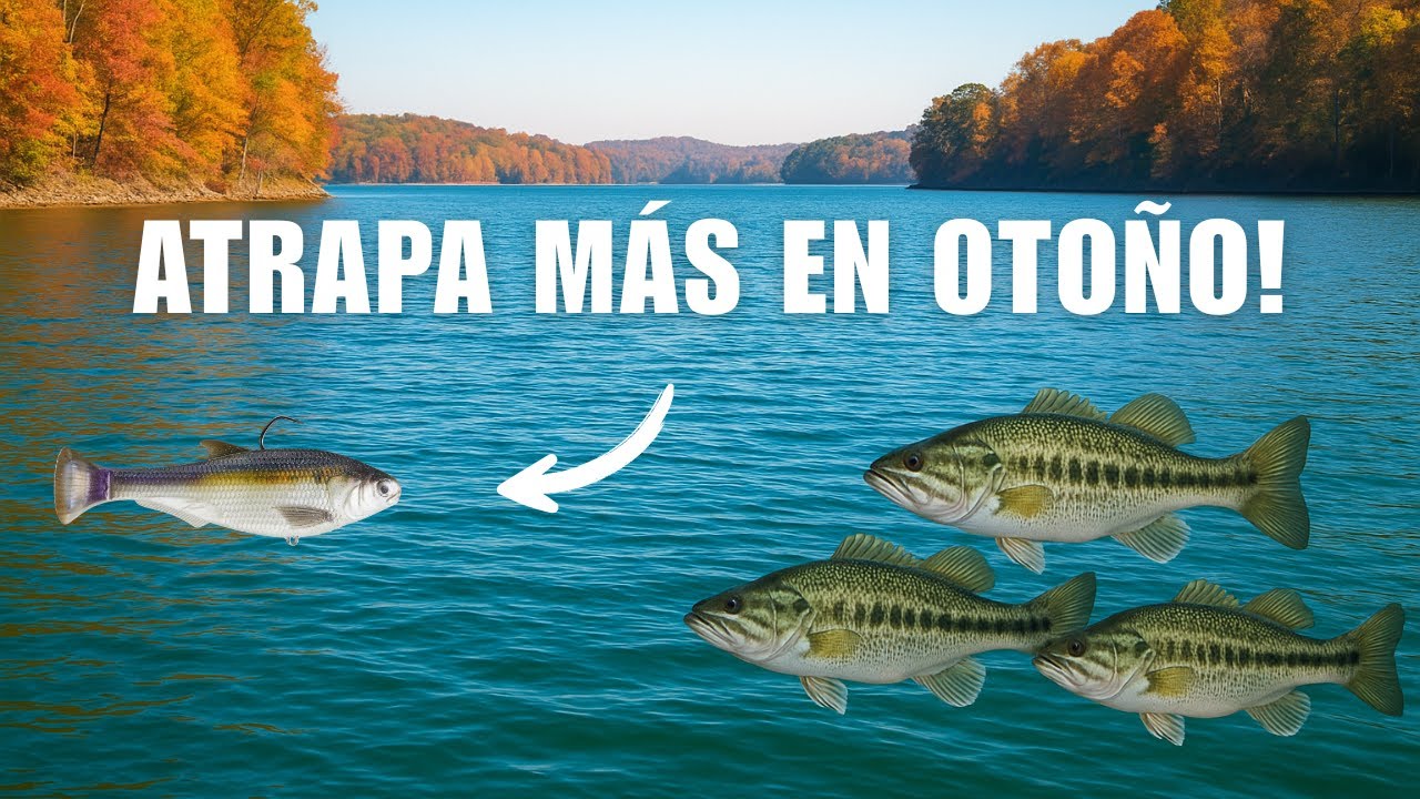 Cómo Atrapar Más Lobina en Otoño: Top 3 Señuelos Efectivos