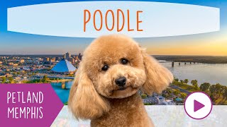 Poodle Fun Facts by Petland Memphis 18 views 3 months ago 41 seconds