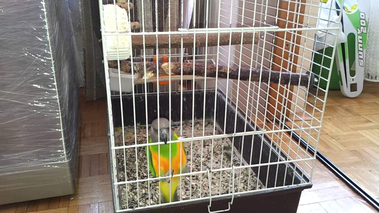 Parrot escapes from the cage YouTube