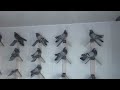 Николаевские голуби город Тюмень. Показ голубей в гонном отделении