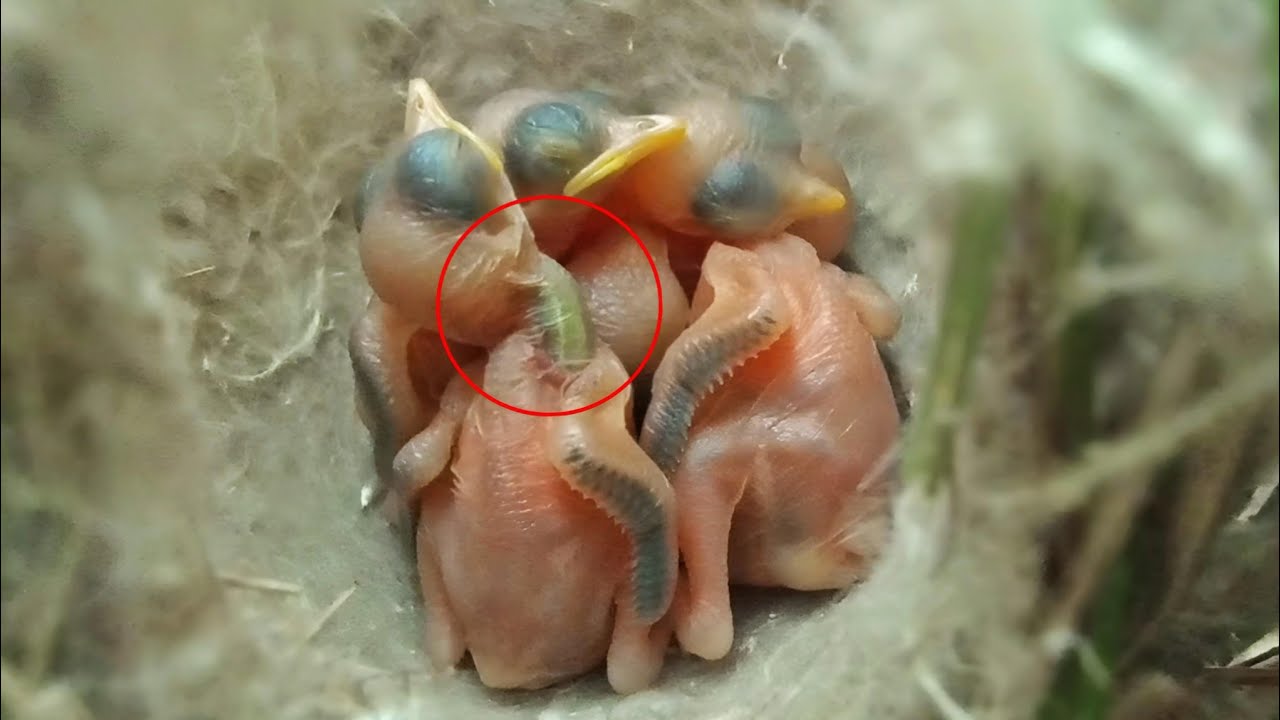 A worm in the throat of a baby Zitting cisticola bird @birdswithme107 ...