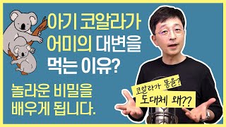 새끼코알라가 어미의 대변을 먹는 이유, 장 건강에 관한 놀라운 비밀을 배우게 됩니다.