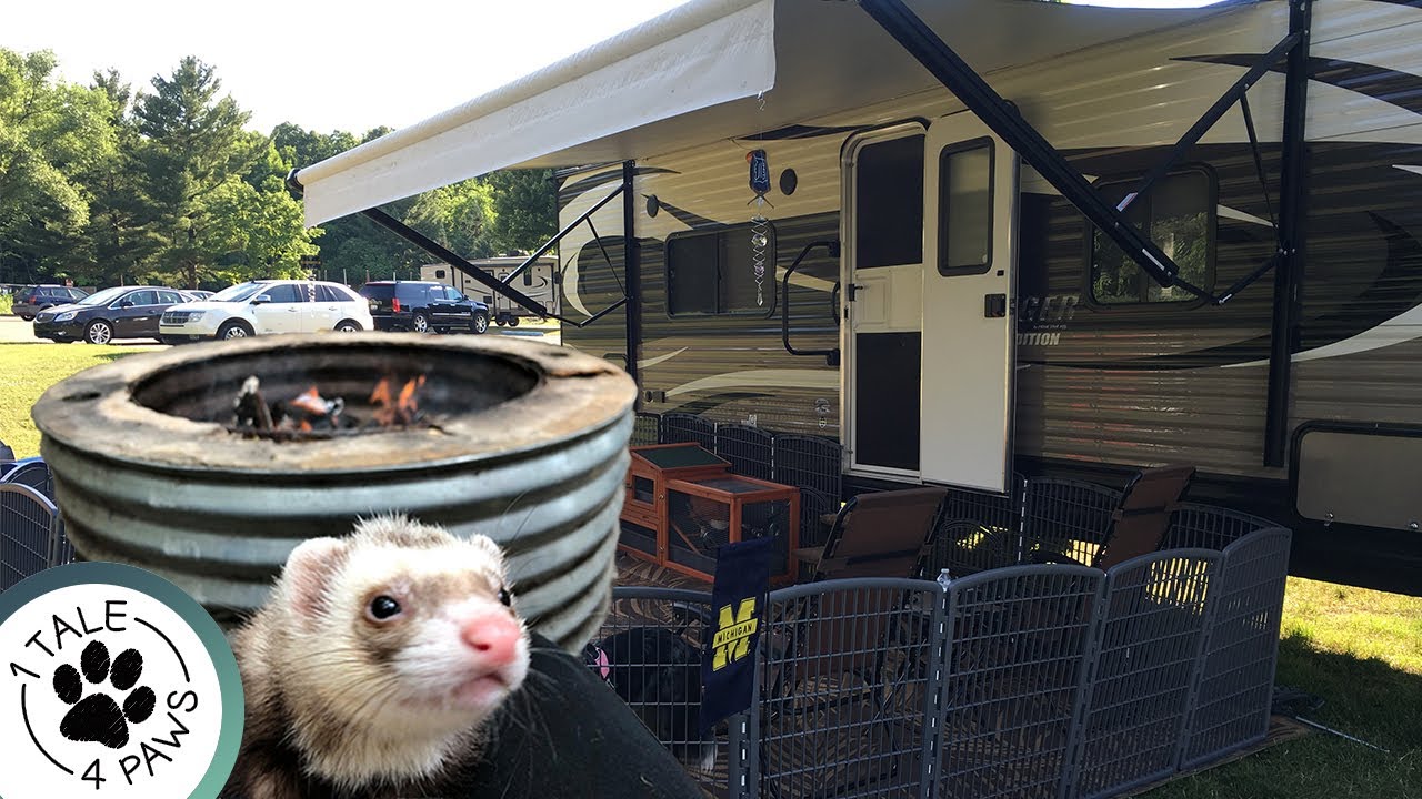 RVing WITH FERRETS | Traveling with Exotic Pets