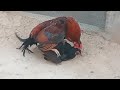 Rooster mating video 95