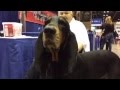 Black and Tan Coonhound の動画、YouTube動画。