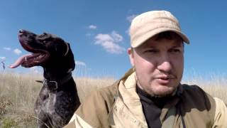 #6 Ходовая Охота Осенью. Охота с Курцхааром на Серую Куропатку МР 153 #6 Ходовая Охота Осенью. Охота с Курцхааром на Серую Куропатку МР 153