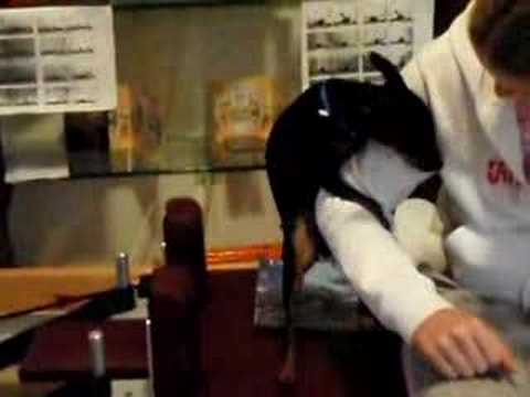 How To Stop A Dog Humping Your Arm How To Stop A Dog Humping Your Arm