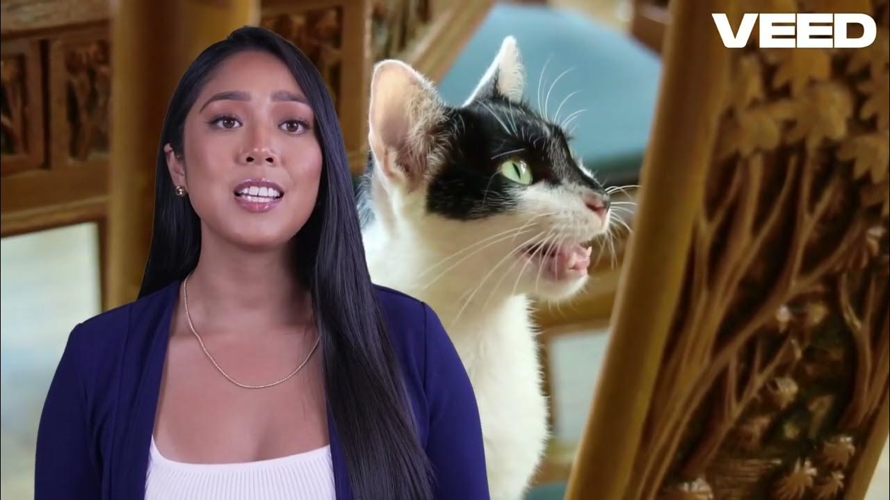 Cracking the Code Decoding Cat Communication 🐱 - YouTube