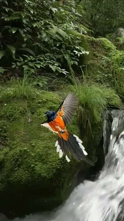Terapi Air mengalir untuk Murai Batu agar lekas gacor