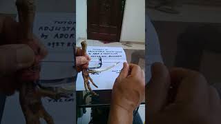 Tutorial in Adjustable socket knife with a half dropped blade