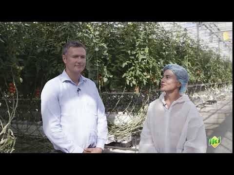 Video: Kaip Auginami Pomidorai