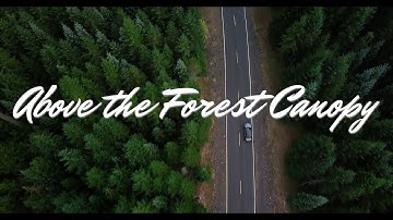 Above the Forest canopy