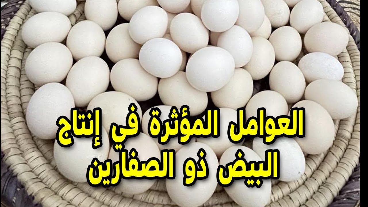 بيض بصفارين كل يوم و ما هي العوامل المؤثّرة في إنتاج البيض ذو الصفارين خبرتنا  #طيور_فوق_السطح