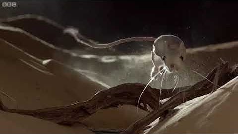 Jerboa Music Video