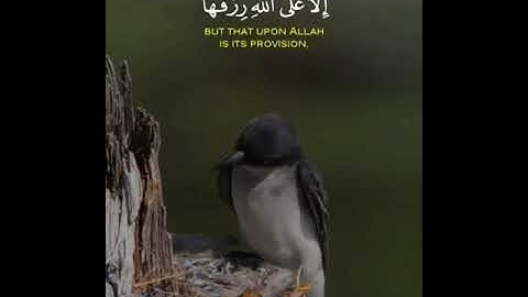 القارئ محمد اللحيدان سورة (هود)