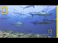 Элементы видео и их последовательность