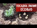 ПОСАДКА ЛИЛИЙ ОСЕНЬЮ