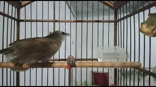 Burung Trucuk ajaib. birahi tetap bunyi klik klak klik kluk langsung gayer