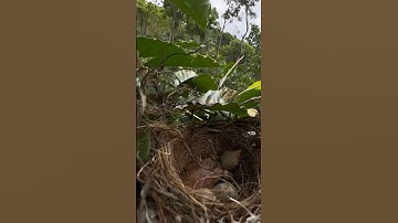 panen anak burung cendet #burungcendet #shors #kicaumania #anakburung #bolang