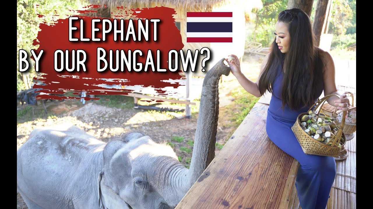 BREAKFAST WITH ELEPHANTS IN CHIANG MAI THAILAND (Chai Lai Orchid)