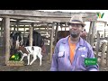 Obuhingi noburiisa omuhingi womutaano kabura dairy farm nshenyi kitwe ntungamo