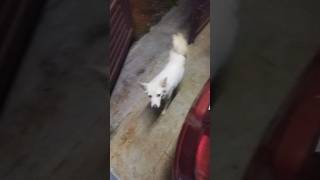 #dog lovers#jobku vantha pubby# funny#