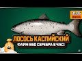 Лосось Каспийский на реке Ахтуба. Фарм 650 в час — Русская Рыбалка 4