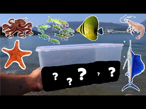 catching-salt-water-fish-with-dollar-store-fish-trap-(diy-fish-trap)