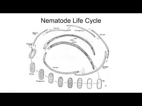 Video: Are Peas Affected By Rod Knot Nematodes: Understanding Rod Knot Nematodes Of Peas