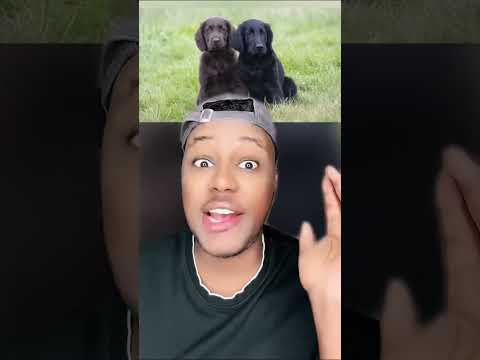 فقط الكلاب يقدرون يسمعون هذا الصوت