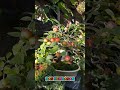 Bonsai apel mini #trending #buah #bonsai #fruit