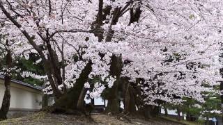 cherry blossom japan sakura blossoms wallpapers tree computer flowers desktop backgrounds