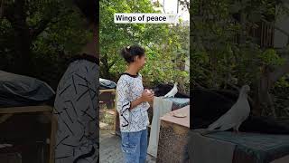 Peaceful birds spreading calm vibes everywhere. #Birds #Nature #Peace #Sky #BirdLovers #NatureVideo