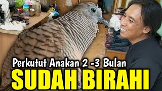 Perkutut Anakan 2 Sampai 3 Bulan Sudah Birahi Belajar Bunyi.