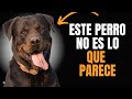 🐶ROTTWEILER: 9 COSAS que debes saber