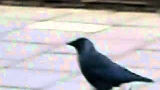 Kunguru wa Ulaya -Crow