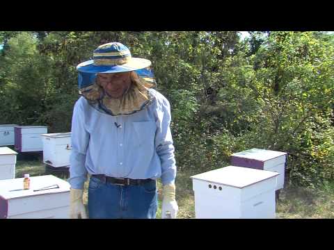 BEEKEEPING - მეფუტკრეობა / BioGeorgia